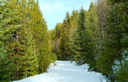 Nhn Whitney Lake Road, Libby, MT 59923