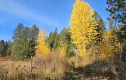 125 Tracker Way, Priest River, ID 83856
