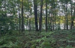 V/L Alpine Drive, Reed City, MI 49677