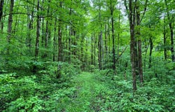 1.5 Jones Road, German, NY 13801