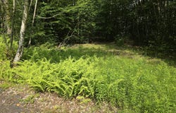 466 Broome Center Road, Broome, NY 12469
