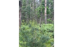 4901 S Spruce Avenue, Newaygo, MI 49337