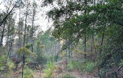 00 Hwy 26, Wiggins, MS 39577