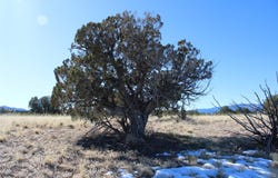 105 Acres, Sandia Park, NM 87047
