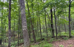 On STEELE RD, Harshaw, WI 54529