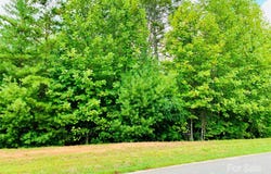 2.15 acres, Lot 149, 5673 Rocky Falls Lane unit: 149, Lenoir, NC 28645