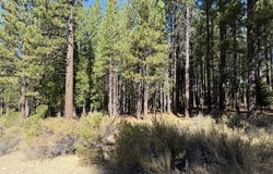 119 Saddle Ridge Road, Clio, CA 96106