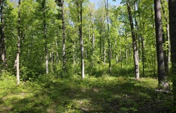 Konsella Road, Gilman, WI 54433