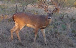 970 County Road 256, Coleman, TX 76834