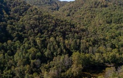 Bluestone River Rd, JUMPING BRANCH, WV 25951