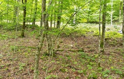 65 Bee Tree Lane, Mars Hill, NC 28754