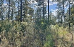 Holly Springs Rd, Foxworth, MS 39483
