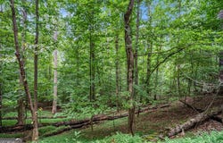 Lot 72 Huron, Ellijay, GA 30540