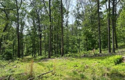 389.2 ACRES WOODMONT ROAD, GREAT CACAPON, WV 25422