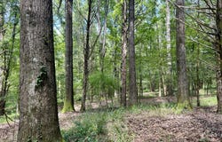 0001 Coxs Ferry Road, Bolton, MS 39041