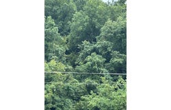 Buckaroo, Highland, AR 72542