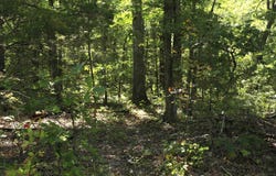 602 Catbird Circle, Horseshoe Bend, AR 72512
