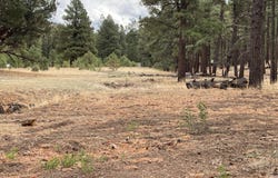 Tbd County Road N2276, Nutrioso, AZ 85932