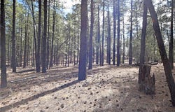 Cool Pines lot: 49A, Jemez Springs, NM 87025
