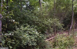 MCKEES GAP - LOT #7, WARFORDSBURG, PA 17267