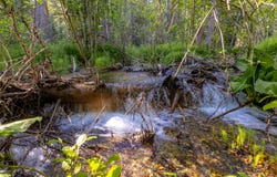 NHN Trumble Canyon Road, Columbia Falls, MT 59912