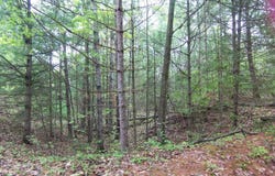 COUNTY ROAD S, SOBIESKI, WI 54171-0000