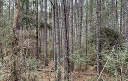 Berwick Cassels Road, Gloster, MS 39638