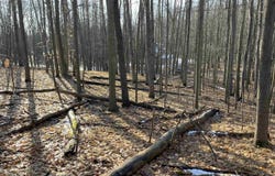 9357 W Circle Drive, Stanwood, MI 49346