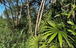 15-2777 MANINI ST, Pahoa, HI 96778