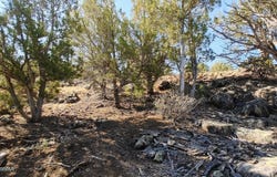1849 Rocky Bottom Place, Show Low, AZ 85901
