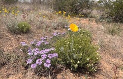 N Valladolid Drive lot: 3969, Douglas, AZ 85607