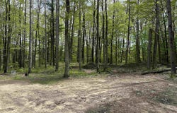 4779 Hummingbird Lane, South Boardman, MI 49680