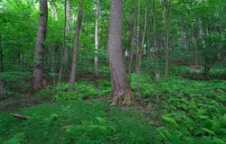0 Bortz Rd, Lake Lynn, PA 15451
