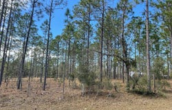 133RD AVE SE, DUNNELLON, FL 34431
