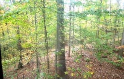 9302 FLAGSTONE DRIVE, PARKVILLE, MD 21234