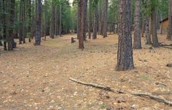 2045 Red Bluff Trail, Quincy, CA 95971-1212