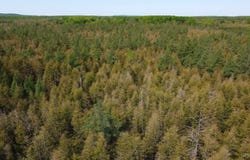 Vega, Hermansville, MI 49847