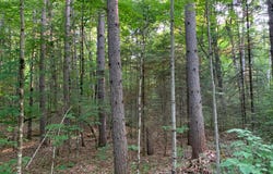 Lot 22 DEER TRAIL RD, Presque Isle, WI 54557