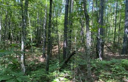 0 Poe Bridge Road, Goodwater, AL 35072