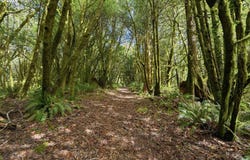 Cougar Rd, Coquille, OR 97423