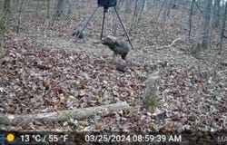 0 Hwy 60, Van Buren, MO 63965