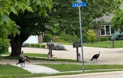 502 Larch Ln, IowaCity, IA 52245