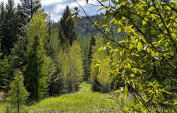 161 Bernard Creek Road, Kila, MT 59920
