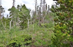 1683 Osage Trl, Red Feather Lakes, CO 80545