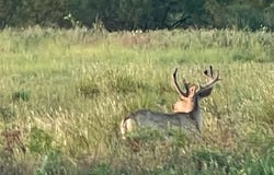 Tbd FM 1168, Paducah, TX 79248