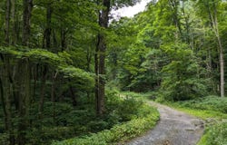 0 BERKEY HOLLOW ROAD, ALUM BANK, PA 15521