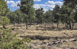 Deer Mesa Road lot: 32, Valdez, NM 87580-0000