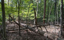 Tbd Chestnut Dr, Hardy, VA 24101