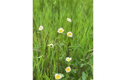 Tbd -4 Fm 1198, Muenster, TX 76252