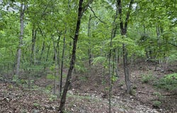 40 Ridge Road, Hardy, AR 72542